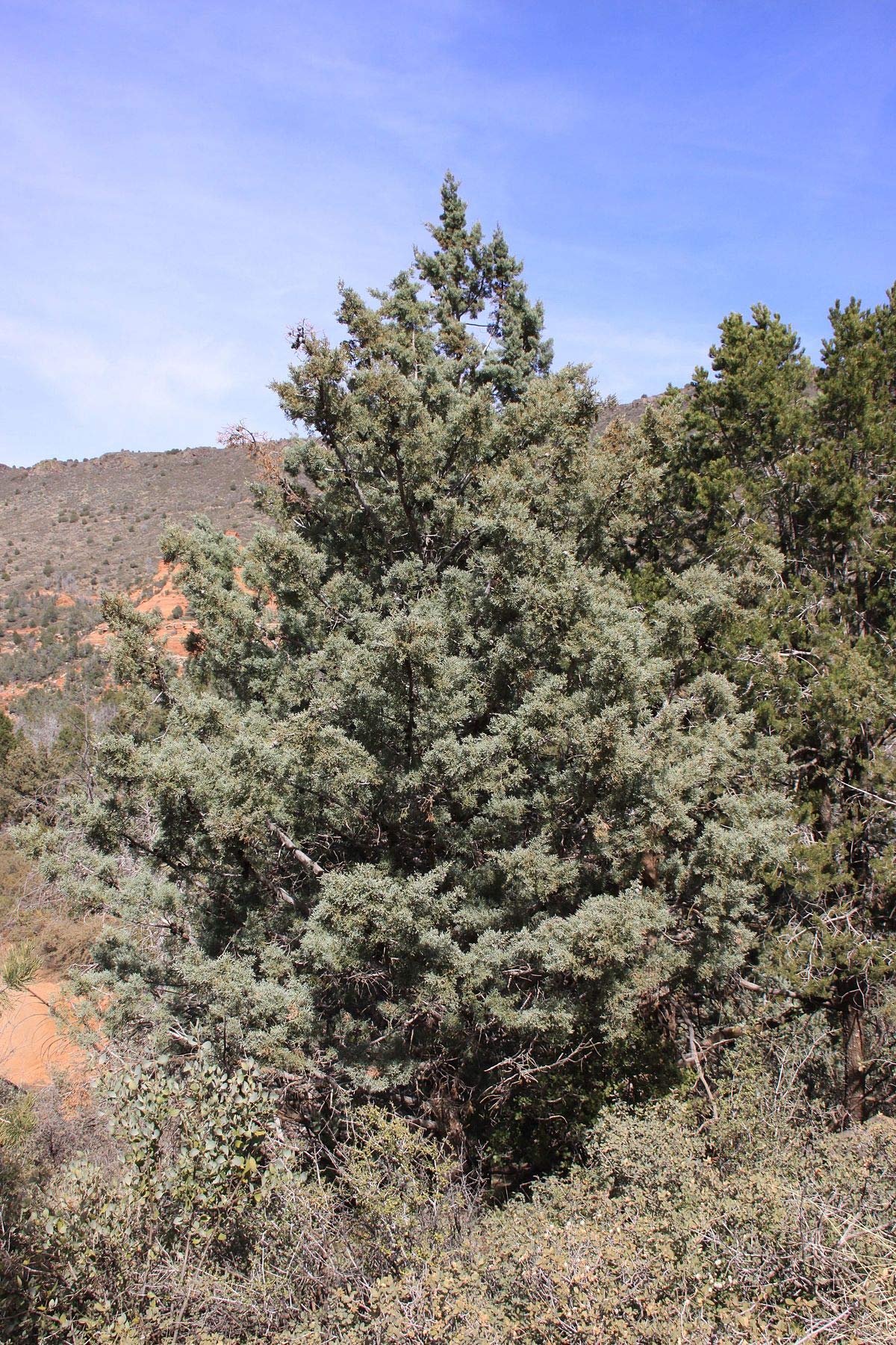 Amazon.co.jp: アリゾナイトスギ＜糸杉＞ 種子50粒 Arizona cypress 50